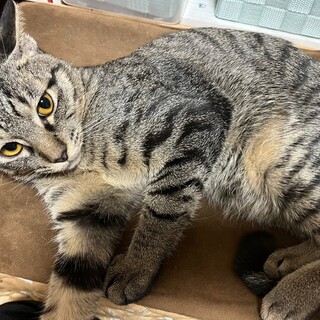 イケメン男子、シンバくん！