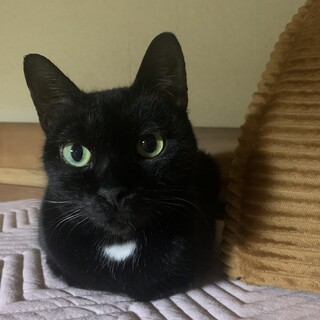 胸の白い毛がチャームポイント