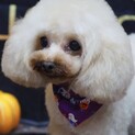    ブリード   引退しました。