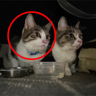 新しいお家を＊ハチワレ双子オスメスの猫ちゃんズ＊①