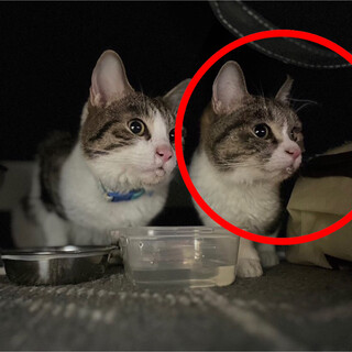 新しいお家を＊ハチワレ双子オスメスの猫ちゃんズ＊②