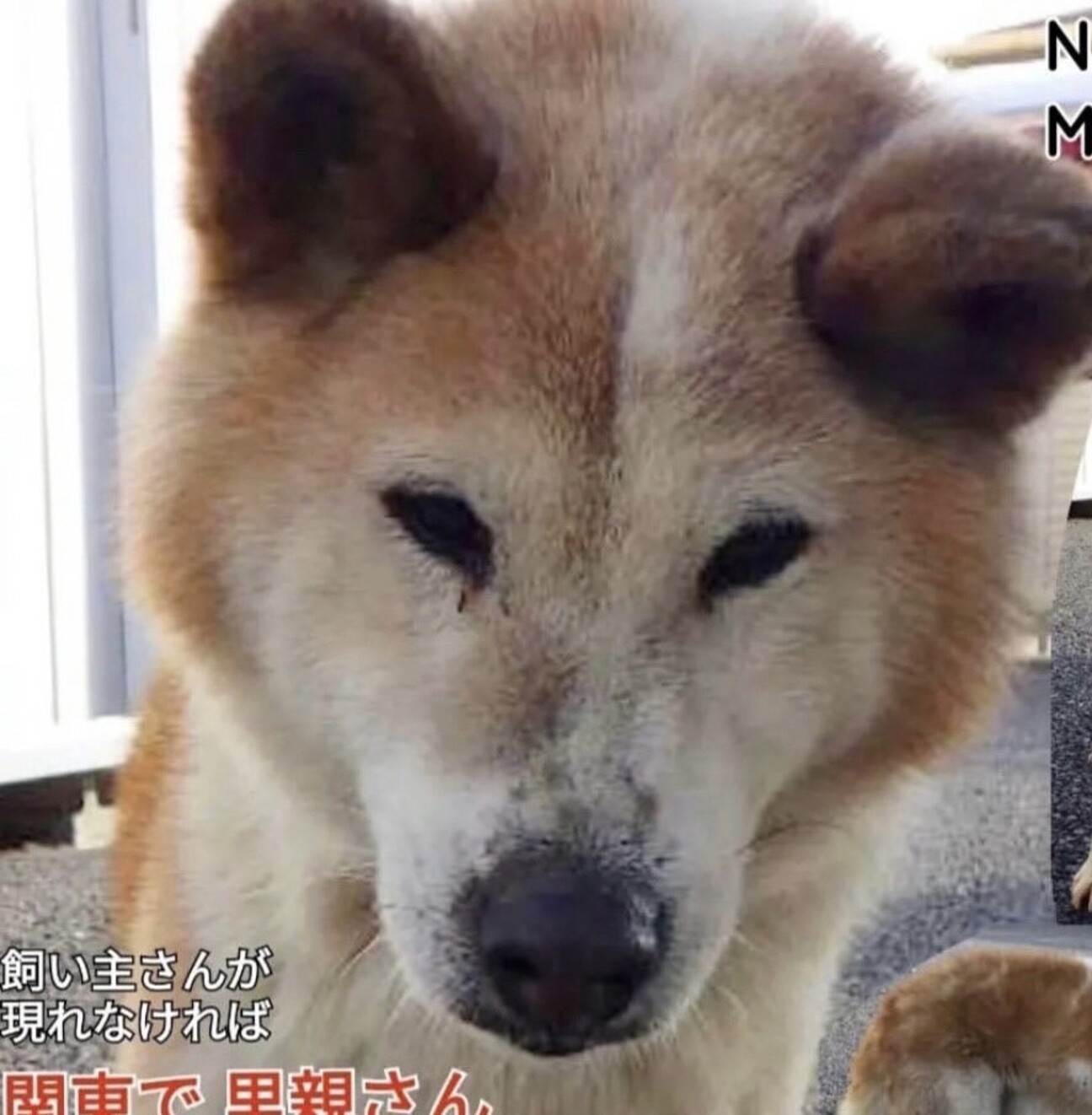 Sos 緊急 12月26 栃木県 犬の里親募集 ペットのおうち 月間利用者150万人