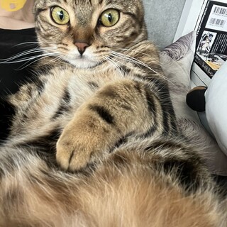 キンカロー（アメリカンカール×マンチカン）女の子