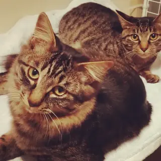 かわいすぎるキジトラ4匹兄妹