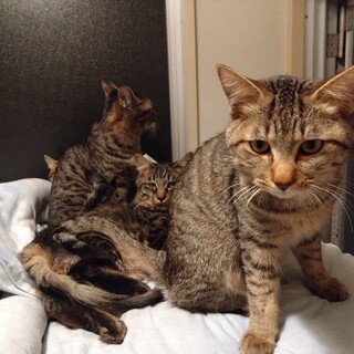 かわいすぎるキジトラ兄妹4匹