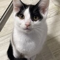 甘えん坊で可愛い仔猫の募集です！