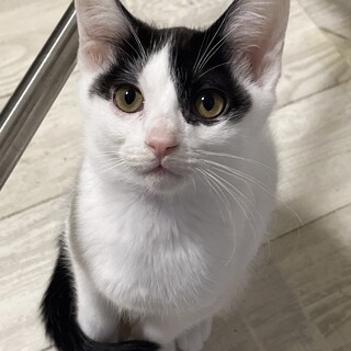 甘えん坊で可愛い仔猫の募集です！