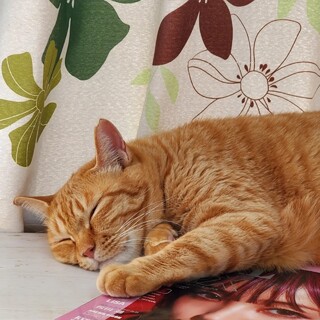 キュートなしっぽ♪あずきちゃん