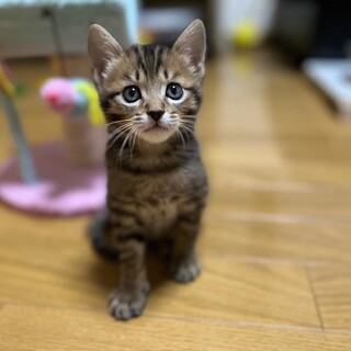 やんちゃ王子タントくん