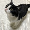 ★オススメハチワレ男子★★