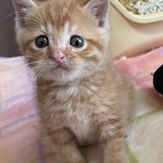 まんまるお顔ずんぐりむっくりした体型トラ君一か月