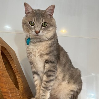 大人しく優しい性格のピーターくん