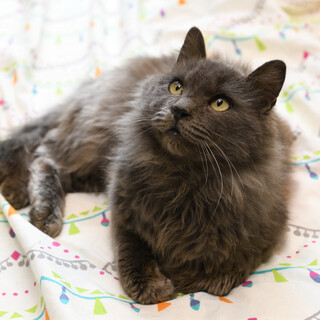 グレー長毛☆飼い易いみなと君