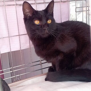 「うるうる」させる可愛さウル君