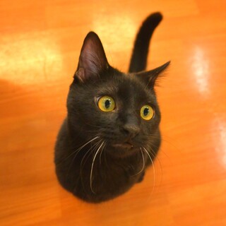 寂しがりやなかまってくん♡