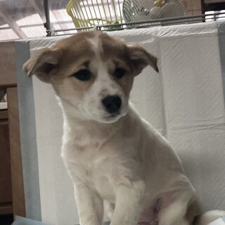 生後約3ヶ月の子犬里親緊急募集