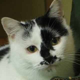 穏やかで甘えんぼう