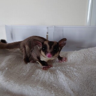 フクロモモンガ　シュガーグライダーの男の子です