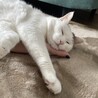 のあのおかあさんさん