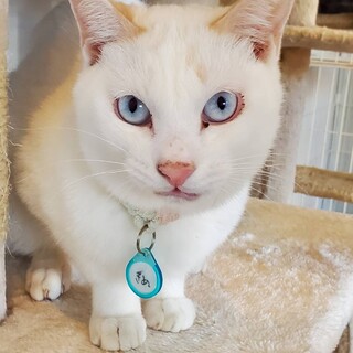 ブルーの瞳が綺麗な恥ずかしがり屋さん！？きぬ君