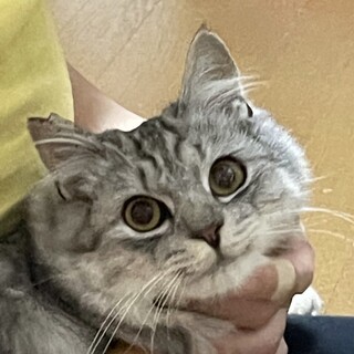 ふわふわゴロゴロ　銀次