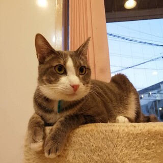 FIP克服！毛並みがとっても綺麗なすす君