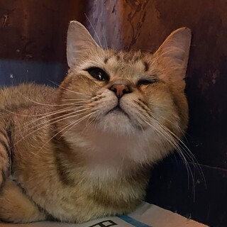 ベタベタ甘えたさん！片目のジョーくん