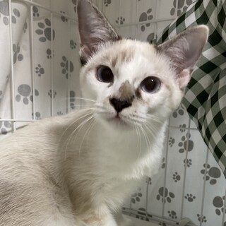 元気で懐こい　むぎちゃん