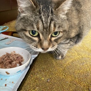 猫を引き取ってくださる方を探しています
