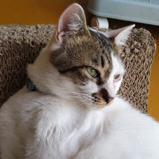 優しい雄ネコ、ペリーちゃん