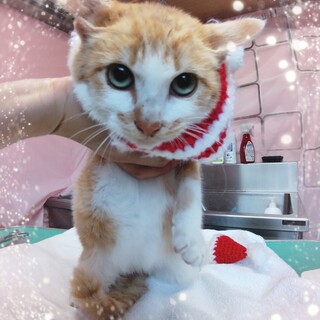 緑っぽいおめめの子猫