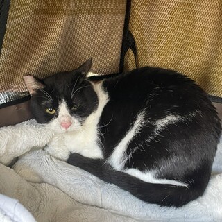 新しいお家を！どしっとボス感＊白黒ハチワレ猫