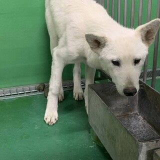 4日期限延長無、若い命、繋げたい！サポートします