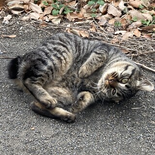 オテンバなキジトラの女の子！