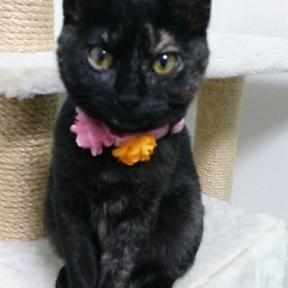 サビちゃん 4ヶ月