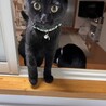 金目の黒猫 サムネイル4