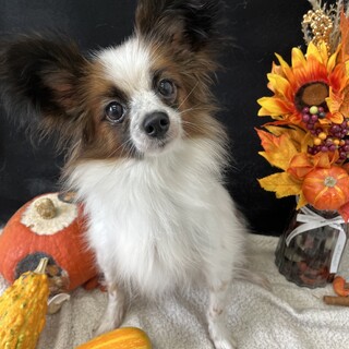 おっとり穏やかなパピヨンの女の子