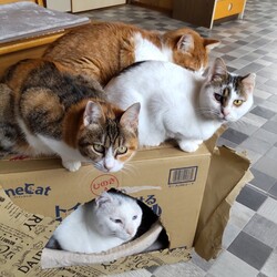 幸せをつなぐ会 サムネイル3