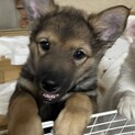 保健所からレスキュー♂キラ、モフモフです
