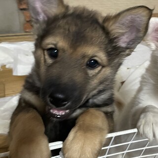 保健所からレスキュー♂キラ、モフモフです