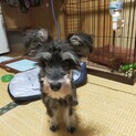 ミニチュアシュナウザー生後４か月血統書付き甘えん坊