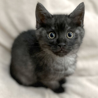 【島根県出雲市】グレー子猫オスの飼い主さん募集