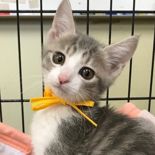 募集停止激カワ❤️サバ白きいちゃん