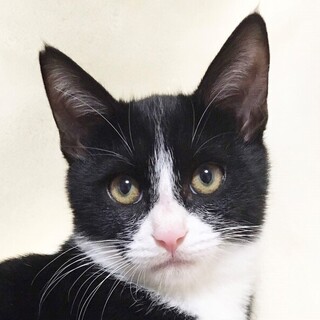 おっとりにゃんこ♪6ヶ月☆想くん