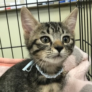 募集停止❤️キジトラあおちゃん