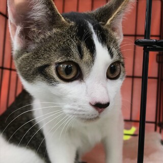 募集停止　キジ白黒柄⭐︎男子トノ