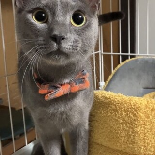 6月17日の花ねこ譲渡会でご応募頂きました♡