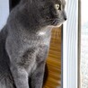 6月17日の花ねこ譲渡会でご応募頂きました♡ サムネイル5