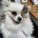 わんこ2匹の里親募集