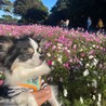やわた